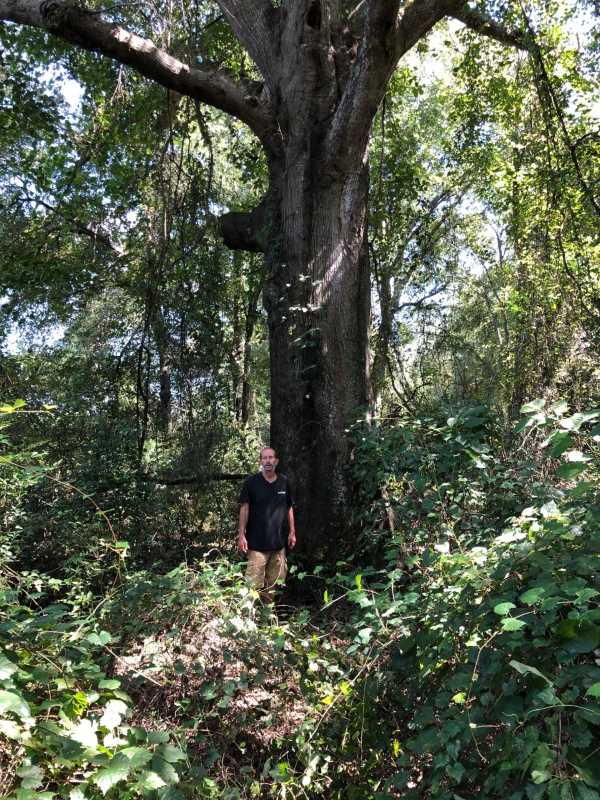 Champion Trees Forestry Commission
